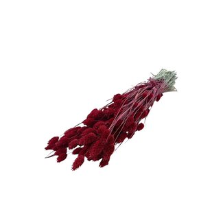 Dutch Dried Rote Phalaris Trockenblumen | Länge ± 65 Zentimeter | Gewicht ± 150 Gramm