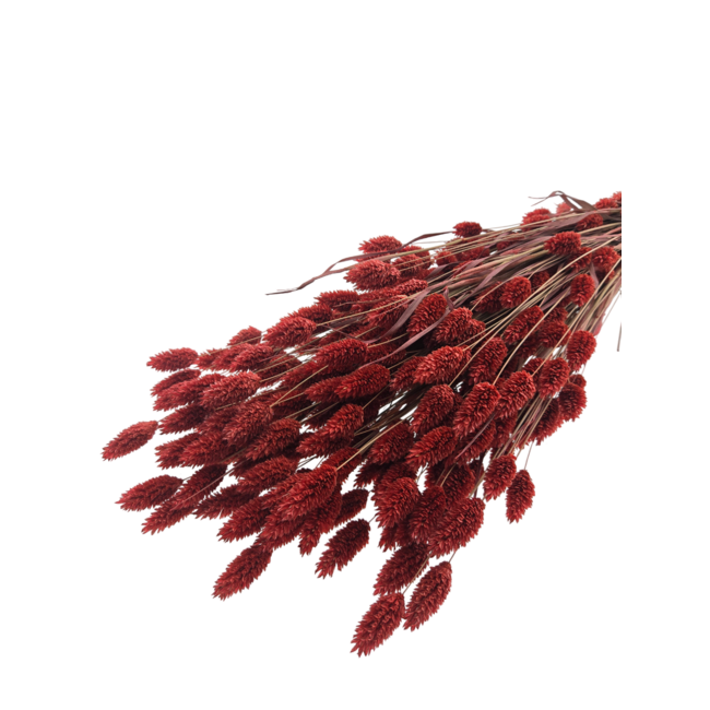 Rote Phalaris Trockenblumen | Länge ± 65 Zentimeter | Gewicht ± 150 Gramm