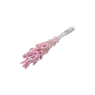 Casa Alegria Phalaris séchées rose clair | Longueur ± 65 centimètres | Poids ± 150 grammes