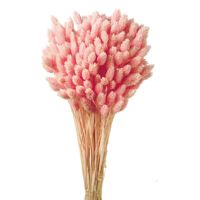 Hellrosa Phalaris Trockenblumen | Länge ± 65 Zentimeter | Gewicht ± 150 Gramm