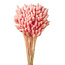 Phalaris séchées rose clair | Longueur ± 65 centimètres | Poids ± 150 grammes