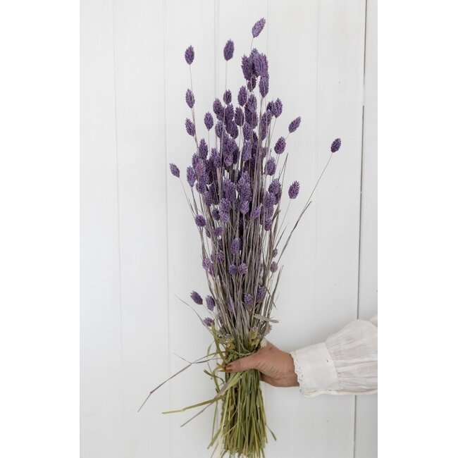 Milka paarse Phalaris droogbloemen | Lengte ± 65 centimeter | Gewicht ± 150 gram