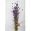 Milka paarse Phalaris droogbloemen | Lengte ± 65 centimeter | Gewicht ± 150 gram