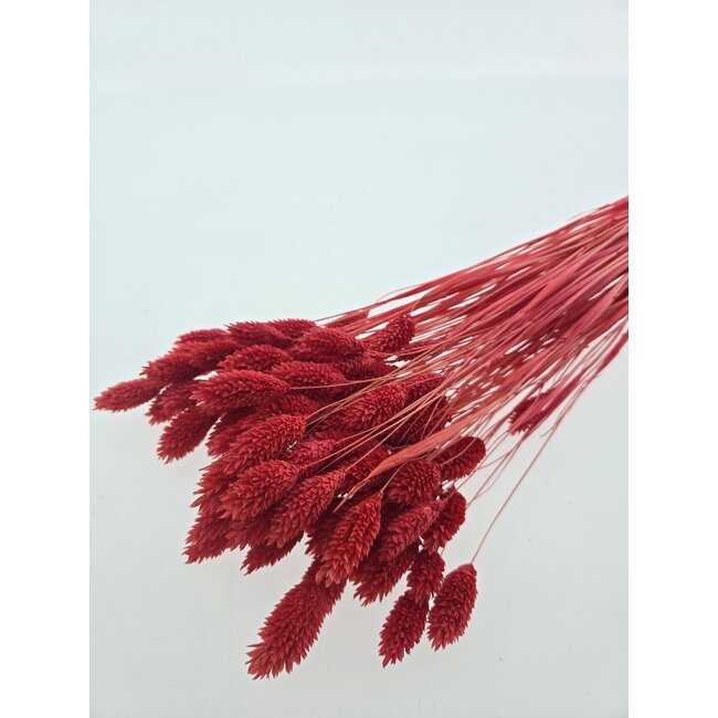 Coral-coloured Phalaris dried flowers | Length ± 65 centimetres | Weight ± 150 grams
