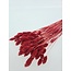 Phalaris séchées couleur corail | Longueur ± 65 centimètres | Poids ± 150 grammes
