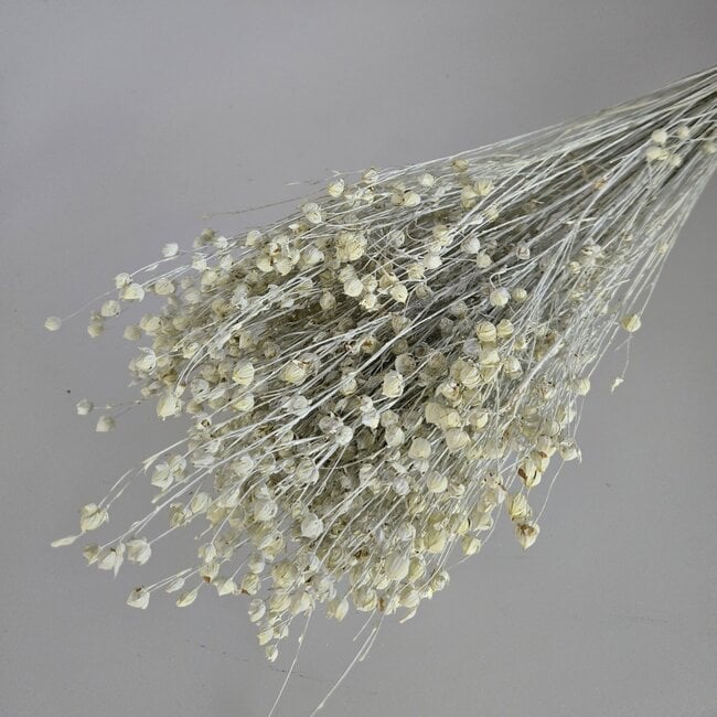 White Misty Linum - Flax dried flowers | Length ± 55 centimetres | Weight ± 150 grams