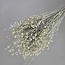White Misty Linum - Vlas droogbloemen | Lengte ± 55 centimeter | Gewicht ± 150 gram