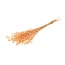 Salmon-coloured Linum - Flax dried flowers | Length ± 55 centimetres | Weight ± 150 grams