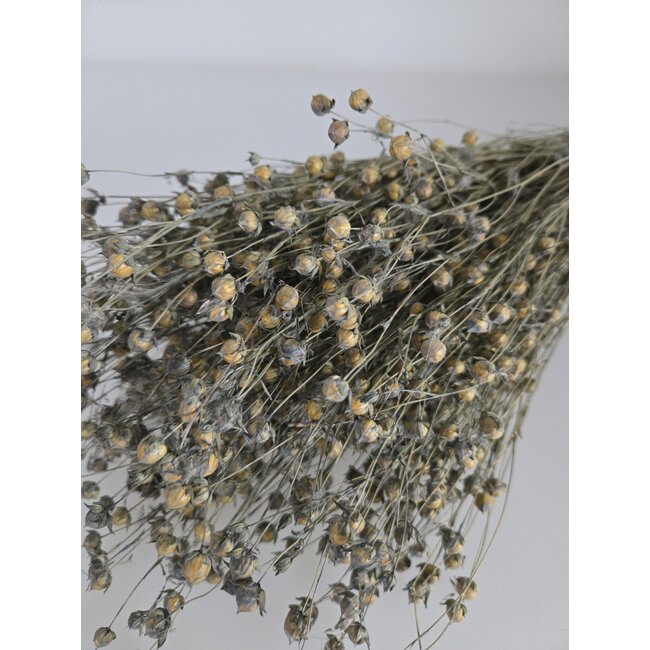 Grey Misty Linum - Lin en fleurs séchées | Longueur ± 55 centimètres | Poids ± 150 grammes