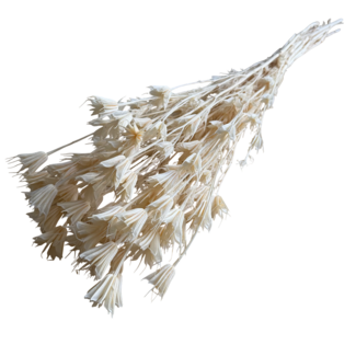 Casa Alegria White bleached Nigella Orientalis dried flowers | Length ± 50 centimetres | Weight ± 100 grams