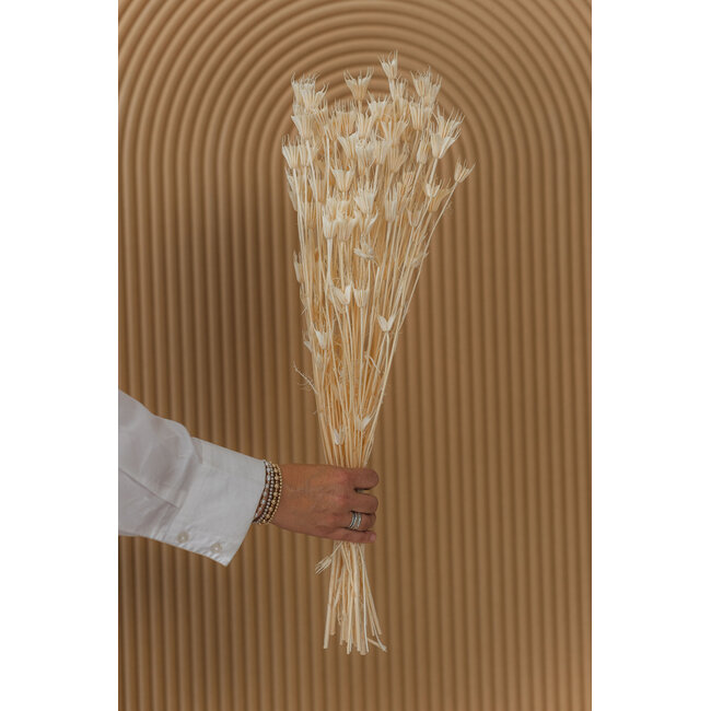White bleached Nigella Orientalis dried flowers | Length ± 50 centimetres | Weight ± 100 grams