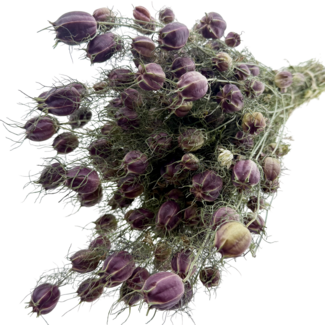 Dutch Dried Natürlich grün-violette Nigella Black Pod Trockenblumen | Länge ± 50 Zentimeter | Gewicht ± 100 Gramm