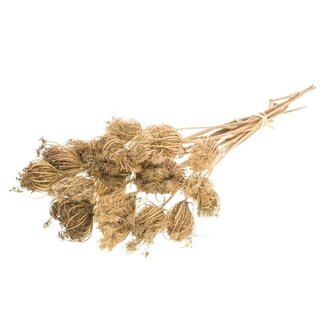 Dutch Dried Brown Ammi Majus dried flowers | Length ± 70 centimetres | Per 10 stems