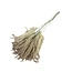Herbe Stypa Naturelle fleurs séchées | Longueur ± 55 centimètres | Par 10 plumeaux