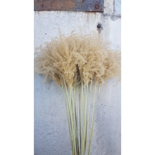 Herbe Stypa Naturelle fleurs séchées | Longueur ± 55 centimètres | Par 10 plumeaux