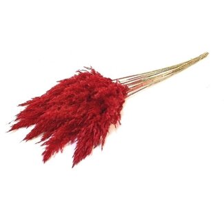 Dutch Dried Rode gedroogde Pampas pluimen | Lengte ± 70 centimeter | Per 10 takken