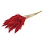 Red dried Pampas plumes | Length ± 70 centimetres | Per 10 stems