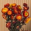 Orange Helichrysum - Strawflower dried flowers | Length ± 55 centimetres | Weight ± 75 grams