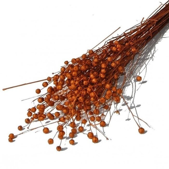 Oranje Linum - Vlas droogbloemen | Lengte ± 55 centimeter | Gewicht ± 150 gram