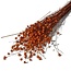 Oranje Linum - Vlas droogbloemen | Lengte ± 55 centimeter | Gewicht ± 150 gram