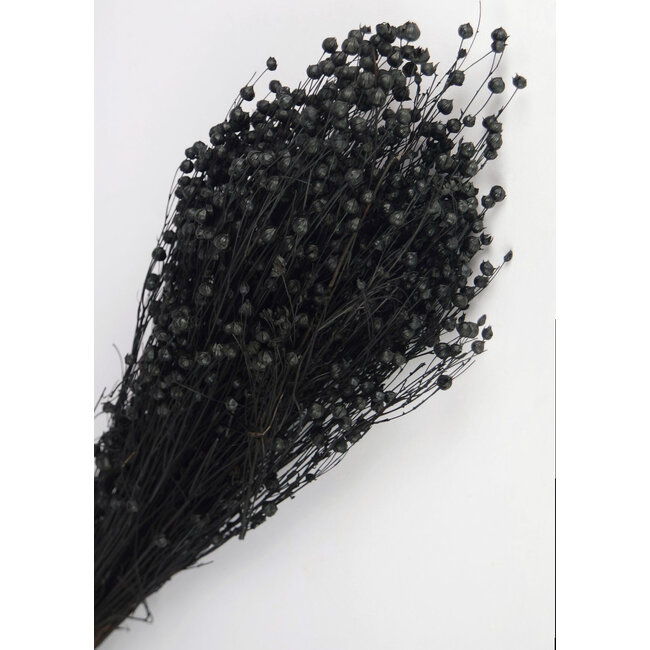 Black Linum - Flax dried flowers | Length ± 55 centimetres | Weight ± 150 grams