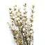 Natural White Delphinium - Larkspur dried flowers | Length ± 70 centimetres | Weight ± 100 grams