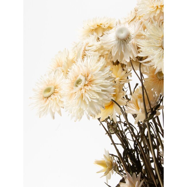 White Helichrysum - Strawflower dried flowers | Length ± 55 centimetres | Weight ± 75 grams