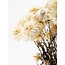 Witte Helichrysum - Strobloem droogbloemen| Lengte ± 55 centimeter | Gewicht ± 75 gram