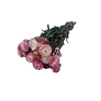 Dutch Dried Helichrysum rose - Immortelle fleurs séchées | Longueur ± 55 centimètres | Poids ± 75 grammes