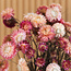Helichrysum rose - Immortelle fleurs séchées | Longueur ± 55 centimètres | Poids ± 75 grammes