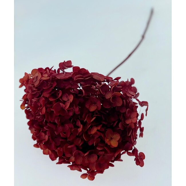 Intense red Hydrangea Cabeza | Preserved hydrangea | Weight ± 50 gram