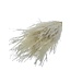White bleached Helecho dried flowers | Length ± 55 centimetres | Weight ± 100 grams