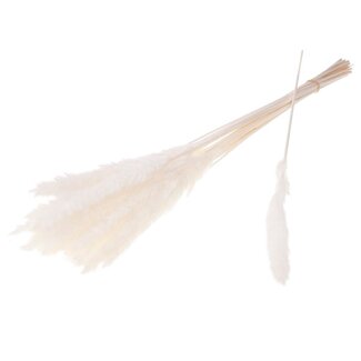 Dutch Dried White Bleached Reed Grass Dried Flowers | Length ± 70 centimetres | Per 20 plumes