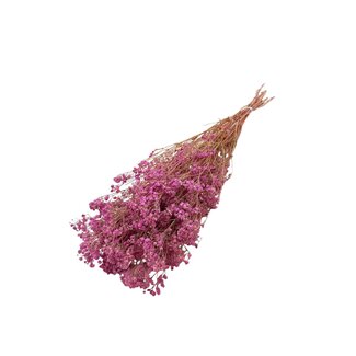 Casa Alegria Rosa Gypsophila Trockenblumen | Konserviertes Schleierkraut | Länge ± 65 Zentimeter | Pro 100 Gramm