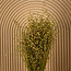 Naturel brun Linum - Lin de fleurs séchées | Longueur ± 55 centimètres | Poids ± 150 grammes