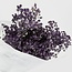 Lavendelblauwe Gypsophila droogbloemen | Gepreserveerd Gipskruid | Lengte ± 65 centimeter | Per 100 gram