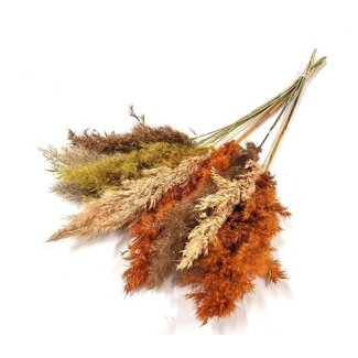 Dutch Dried Aardetinten gedroogde Pampas pluimen | Lengte ± 70 centimeter | Per 10 takken