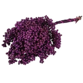 Dutch Dried Purple Schinus - Pepper Berries Dried Decoration | Length ± 35 centimetres | Weight ± 150 grams