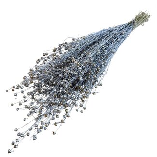 Dutch Dried Zilverkleurige Linum - Vlas droogbloemen | Lengte ± 55 centimeter | Gewicht ± 150 gram