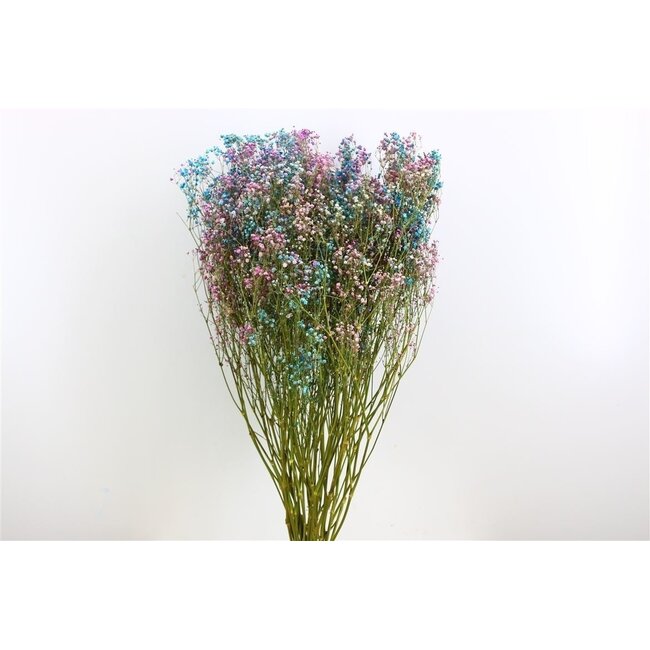 Detroit Mix  Gypsophila droogbloemen | Gedroogd Gipskruid | Lengte ± 65 centimeter | Per 5 takken