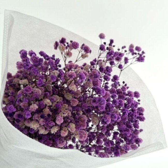 Paarse Gypsophila droogbloemen | Gepreserveerd Gipskruid | Lengte ± 65 centimeter | Per 100 gram
