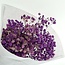 Gypsophile séchée violette | Gypsophile préservée | Longueur ± 65 centimètres | Par 100 grammes