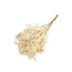 White Gypsophila dried flowers | Preserved Baby's Breath | Length ± 65 centimetres | Per 100 grams