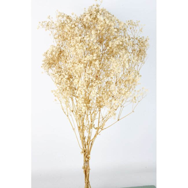 Weiße Gypsophila Trockenblumen | Konserviertes Schleierkraut | Länge ± 65 Zentimeter | Pro 100 Gramm