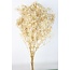 Weiße Gypsophila Trockenblumen | Konserviertes Schleierkraut | Länge ± 65 Zentimeter | Pro 100 Gramm
