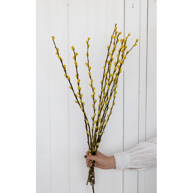 Yellow Salix catkins | | Length ± 70 centimetres | Per 10 branches