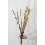 Yellow Salix catkins | | Length ± 70 centimetres | Per 10 branches