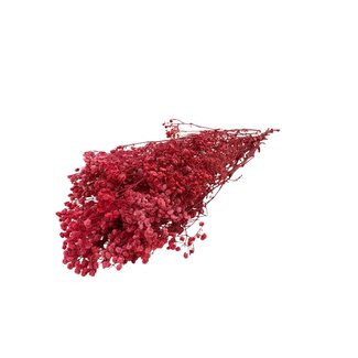 Dutch Dried Rote Gypsophila Trockenblumen | Konserviertes Schleierkraut | Länge ± 65 Zentimeter | Pro 100 Gramm
