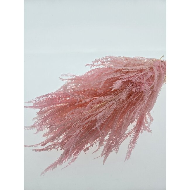 Fougères séchées blanchies rose | Longueur ± 55 centimètres | Poids ± 100 grammes