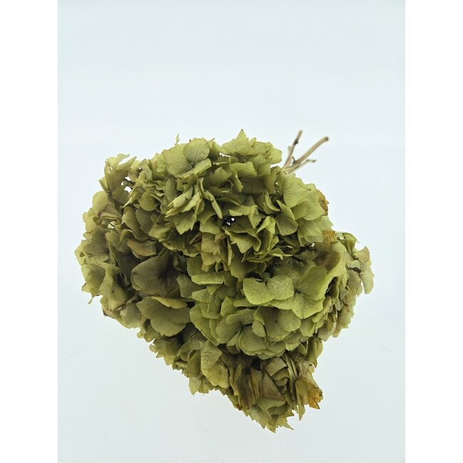 Fleurs d'Hortensia préservées vert naturel | Longueur ± 20 centimètres | Poids ± 50 grammes